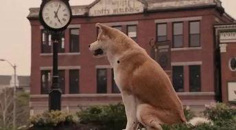 国产人与狗,探寻人类与动物和谐共生的奥秘